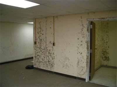 Mold on gypsum wallboard